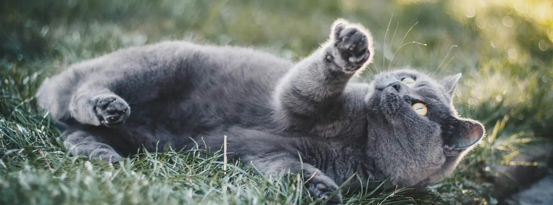 A grey cat lying on its back in grass, playfully reaching up, representing the energy and health supported by the food.