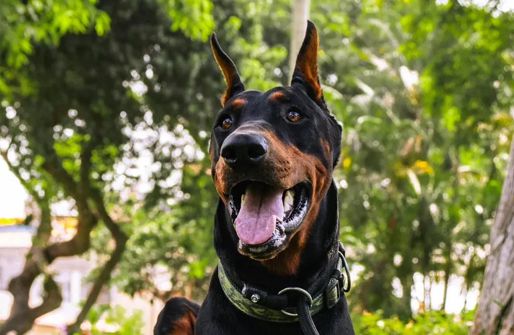 A Doberman Pinscher looking alert and healthy, implying the benefits of the formula for digestion and immune health.