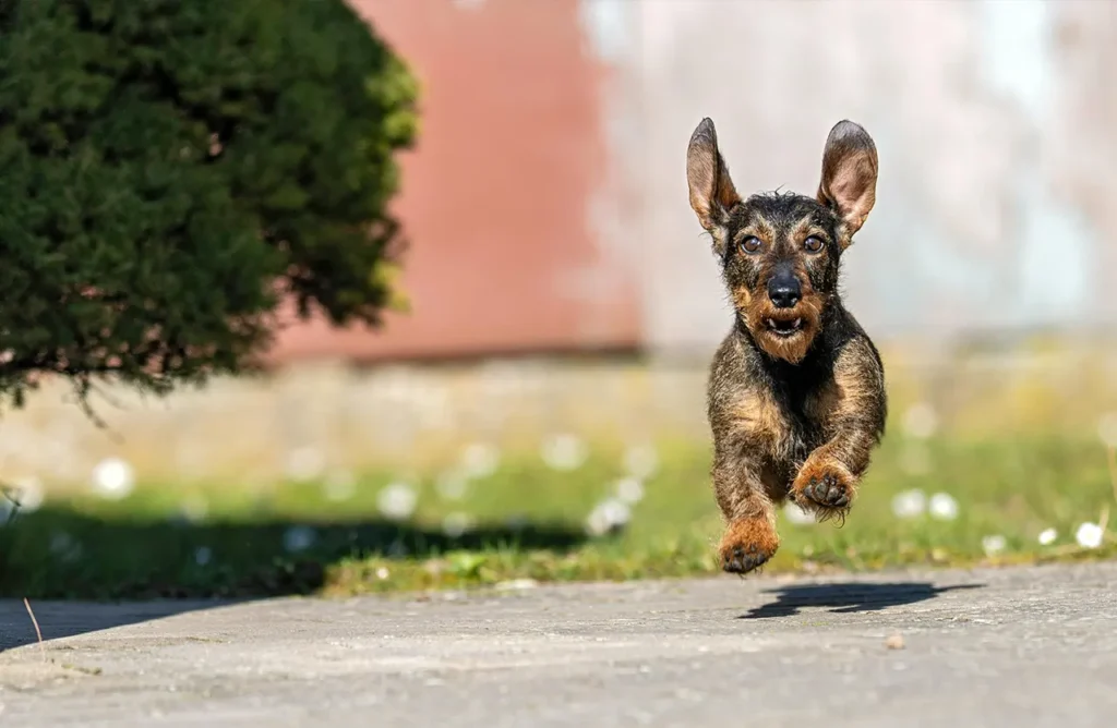 A small, wire-haired dachshund mid-run, suggesting the sustained energy provided by the fish-based protein.