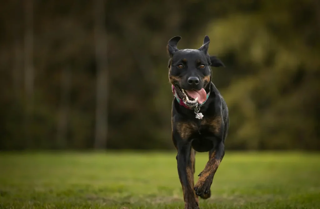 A black and tan dog running through a field, suggesting the sustained energy and muscle support provided by the formula.