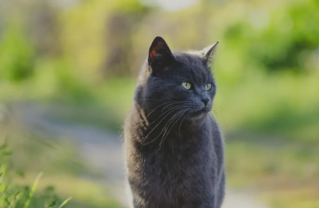 A grey cat sitting and looking alert, symbolizing the strength and satisfaction provided by the 35% dehydrated animal proteins.