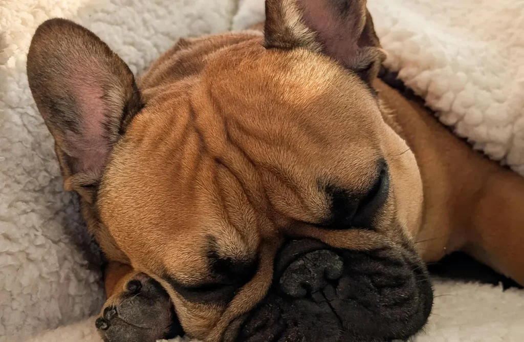 A French bulldog sleeping peacefully, implying the comfort and health benefits of omega fatty acids for skin and coat.