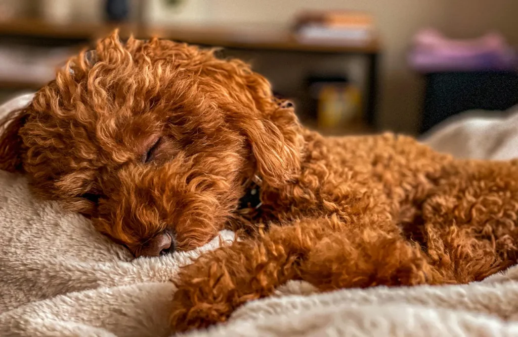 A fluffy Poodle puppy sleeping peacefully, implying the nurturing and developmental benefits of essential nutrients.
