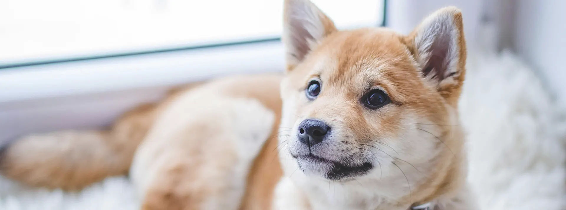 A Shiba Inu puppy looking attentively, representing the alertness and healthy development supported by high-protein nutrition.