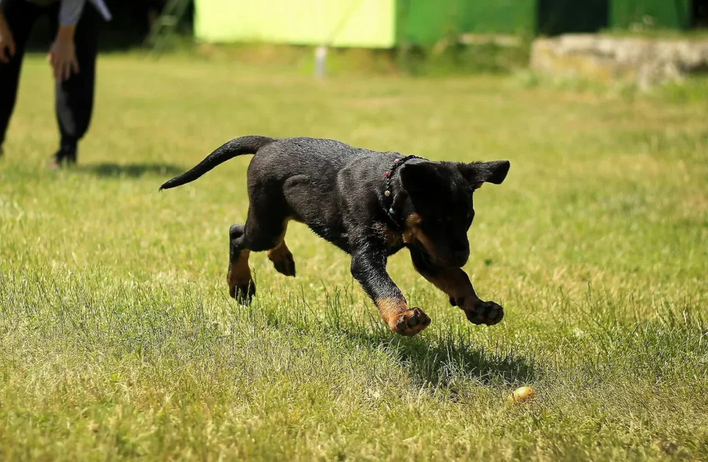 A Rottweiler puppy leaping in a grassy area, suggesting the energy and muscle development supported by the formula.