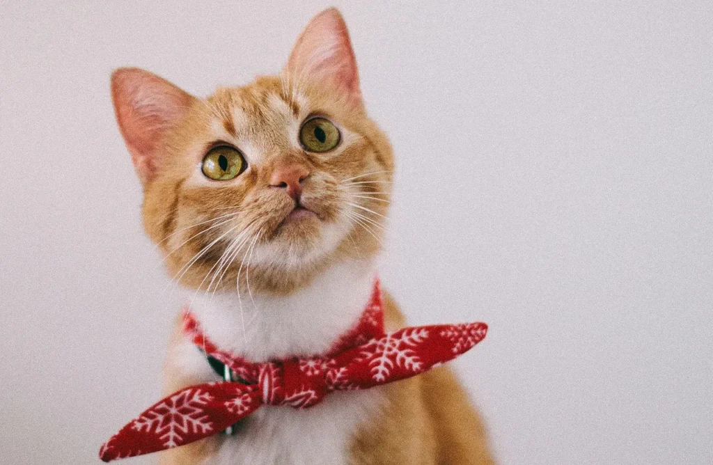 A ginger cat wearing a festive collar and looking upwards, subtly hinting at the care and quality of ingredients for a cat's health.