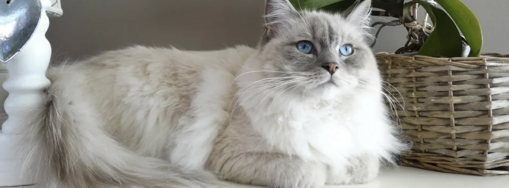 A fluffy, light-colored cat with blue eyes lying down, representing the health and well-being of a sterilized cat maintained by proper nutrition.