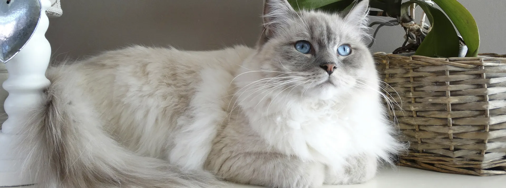 A fluffy, light-colored cat with blue eyes lying down, representing the health and well-being of a sterilized cat maintained by proper nutrition.