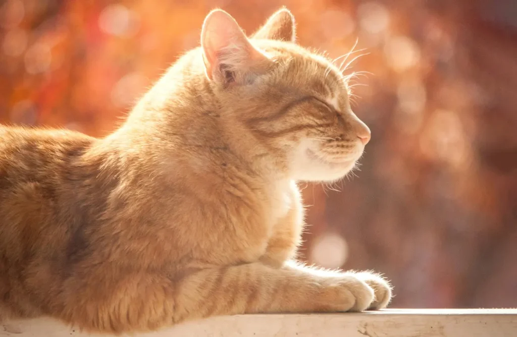 A ginger cat with its eyes closed, basking in warm light, suggesting the comfort of good digestion supported by vegetables.