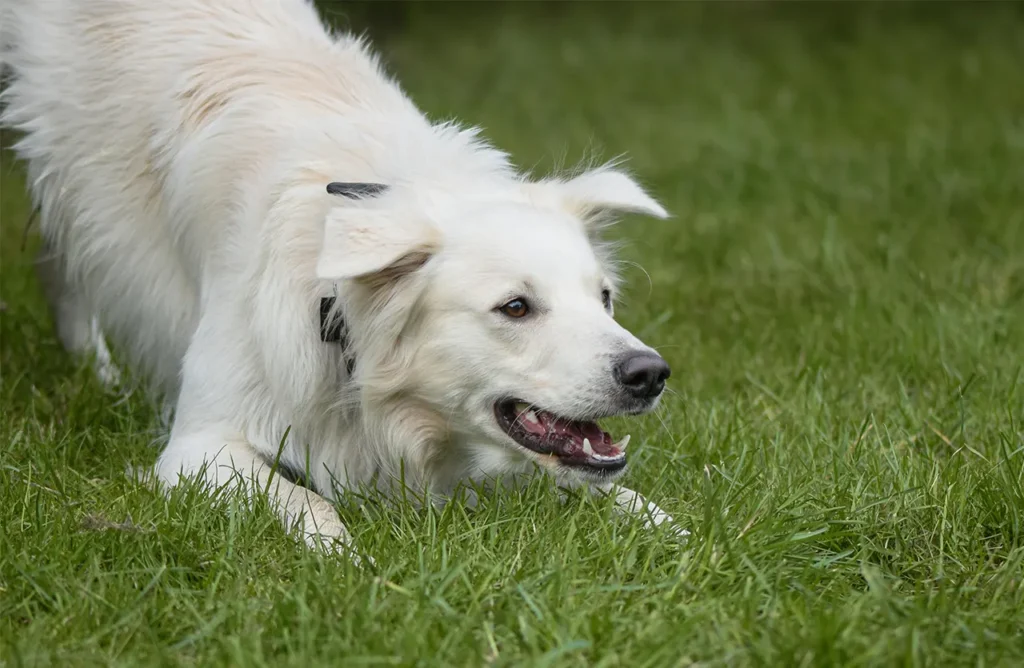A white dog in a playful bow on green grass, representing the improved digestive comfort and nutrient absorption facilitated by Monello Premium Dog Dry Food's brewer's yeast and MOS prebiotics.