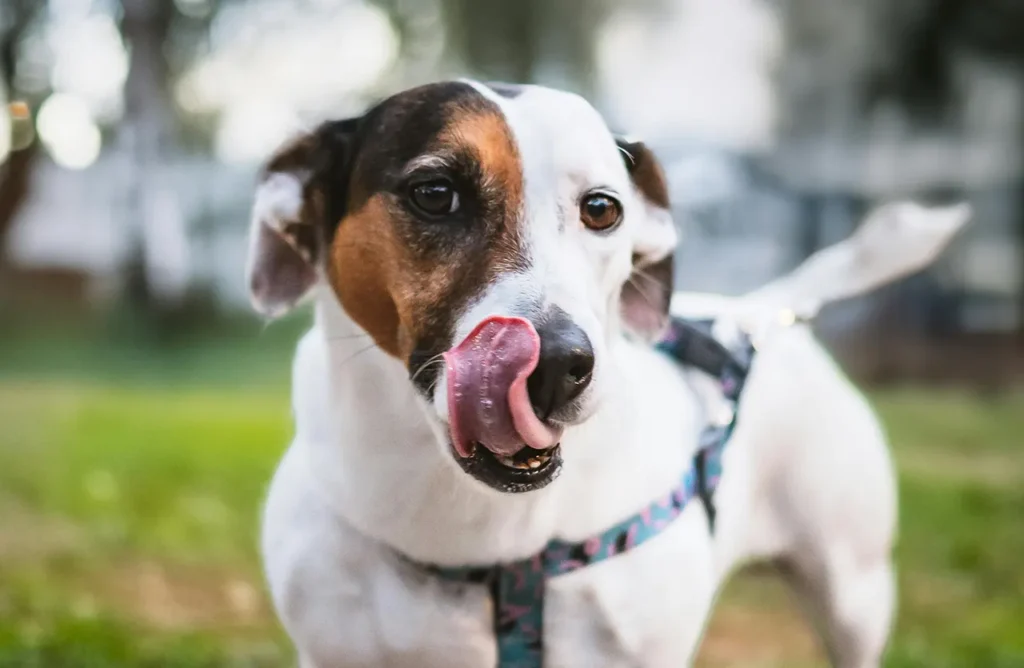 A Jack Russell Terrier with its mouth slightly open, highlighting the clean teeth and fresh breath benefits of Monello Premium Dog Dry Food due to sodium hexametaphosphate.