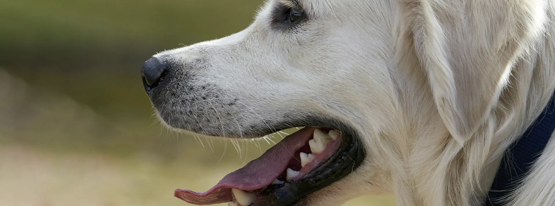 A white Golden Retriever smiling, representing the benefits of Monello Premium Dog Dry Food for a healthier belly and cleaner teeth through improved digestion and oral care.
