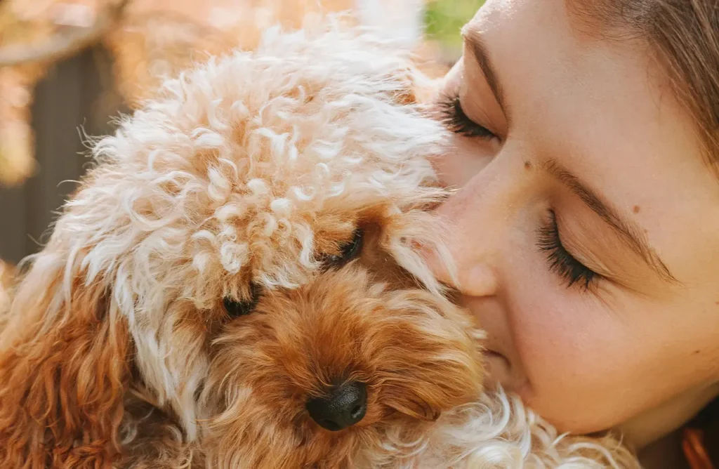 A Toy Poodle interacting playfully with children, illustrating the comfort and optimal nutrient absorption provided by Monello Premium Dog Dry Food's 80%+ digestibility.
