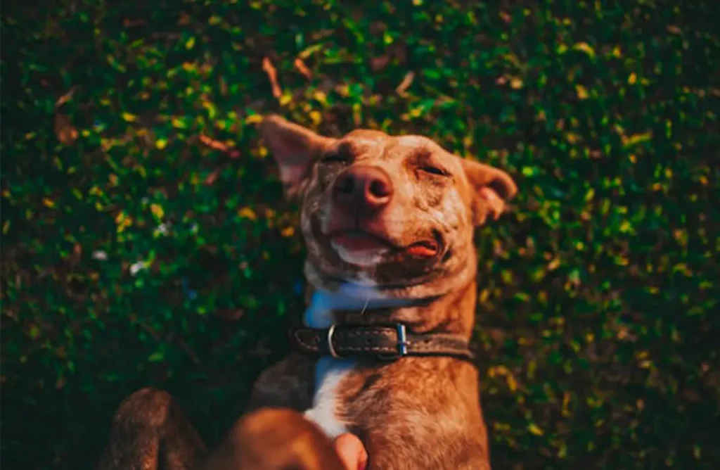 A cheerful dog, possibly named Picasso, with a bright expression, symbolizing the comprehensive health and well-being supported by Monello Premium Dog Dry Food's balanced nutrition.