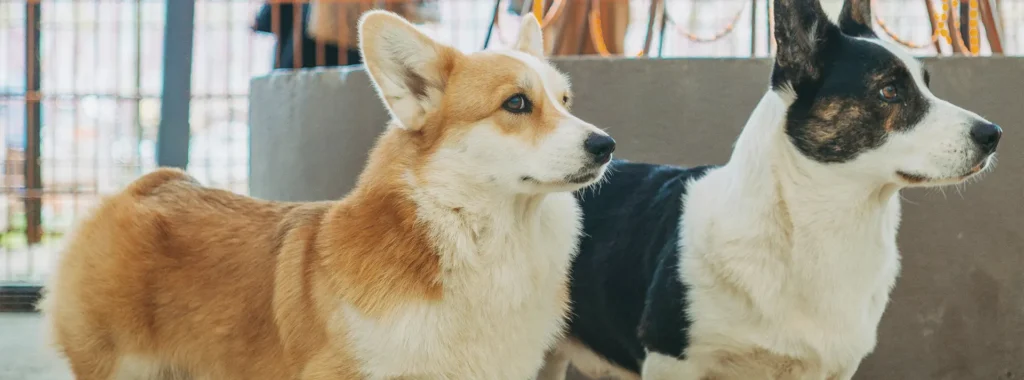 A Corgi with alert ears, signifying the high energy levels and easy digestion supported by Select by Monello dog food for mini and small breeds.