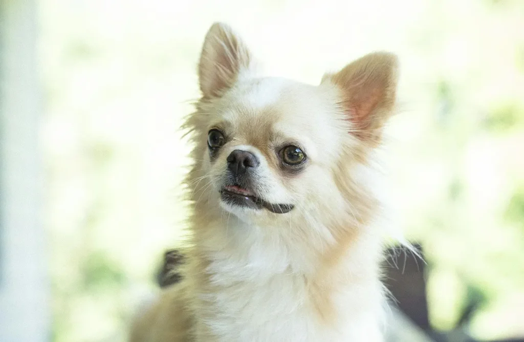 A cream-colored, fluffy Chihuahua with bright eyes, illustrating the joint support for improved mobility and extended playtime, provided by Select by Monello dog food.