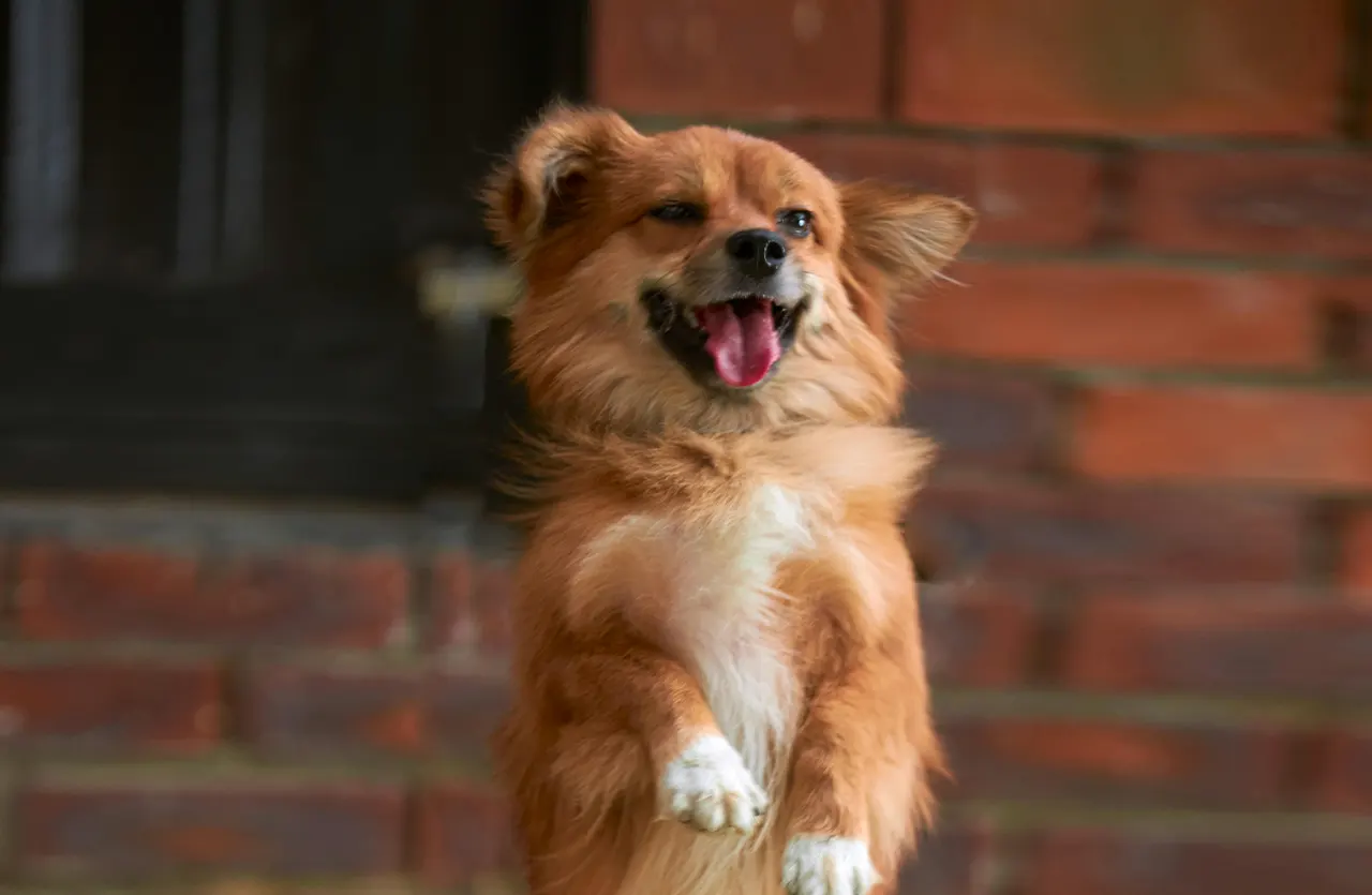 A long-haired Chihuahua with a playful expression, symbolizing the tailored nutrition that keeps active small breeds thriving, offered by Select by Monello.