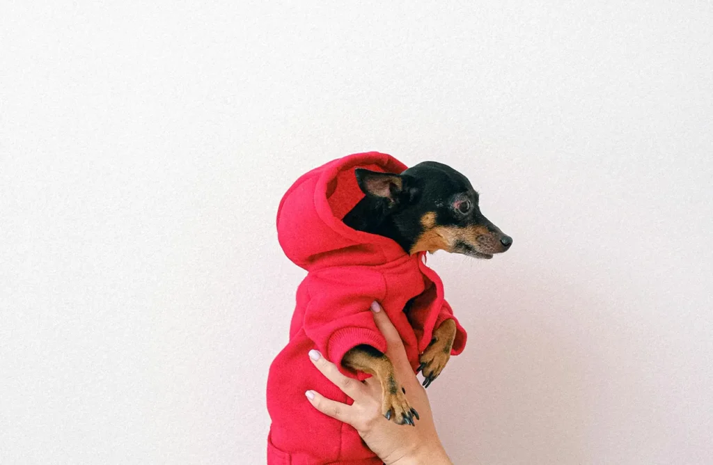 A small dog wearing a cozy hoodie, representing the powerful nutrition from animal protein that helps mini and small breeds maintain lean muscle and energy from Select by Monello.