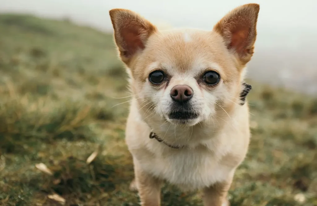 A Chihuahua puppy with an intense gaze, signifying the cognitive benefits and enhanced learning from Monello Premium Puppy Dry Food's inclusion of salmon oil (DHA) for brain development.