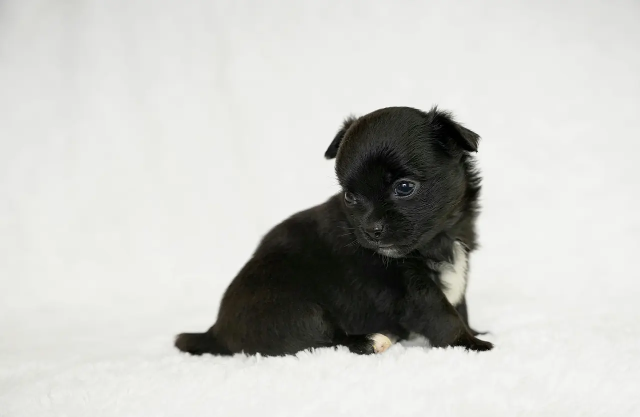 Black Chihuahua puppy, reflecting complete nutrition for happy growth Alt Text: A small black Chihuahua puppy looking intently, symbolizing the holistic health and happiness fostered by Monello Premium Puppy Dry Food's complete nutrition.