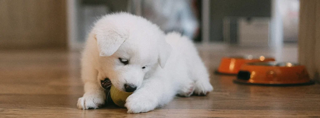 A fluffy white Samoyed puppy looking bright and alert, representing the optimal start and cognitive development supported by Monello Premium Puppy Dry Food.