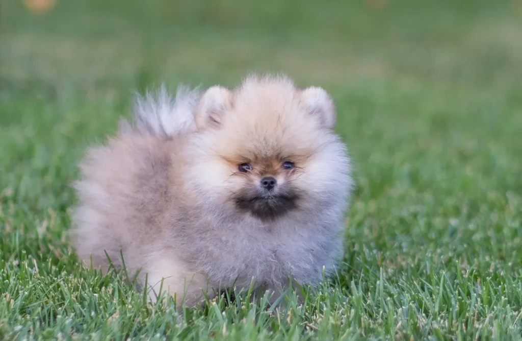 A cute brown Pomeranian puppy looking directly forward, symbolizing the improved digestion, reduced stool odor, and easier cleanup for pet parents, a benefit of Monello Premium Puppy Dry Food with Yucca Schidigera.