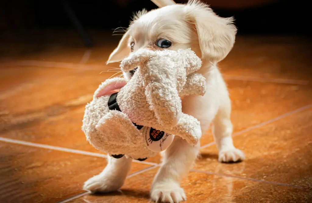 A Golden Retriever puppy with a focused expression, illustrating the robust muscle development and active lifestyle supported by Monello Premium Puppy Dry Food's 30% crude protein.