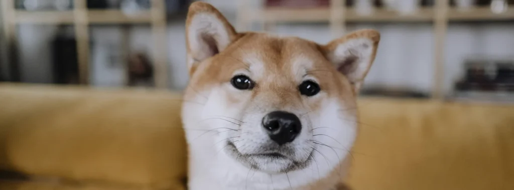 An alert Shiba Inu looking intently, symbolizing the benefits of Select by Monello dog food with premium animal protein for improved digestion.