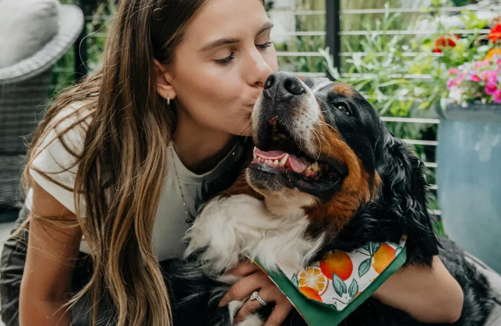 A Bernese Mountain Dog sitting attentively, symbolizing improved mobility and joint health for active play, supported by Select by Monello dog food.