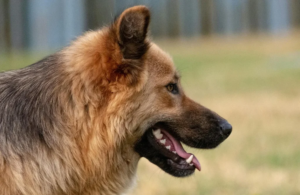 A German Shepherd with a serious expression, representing the reduced stool odor and cleaner environment for pet parents, a benefit of Select by Monello with Yucca Schidigera extract.