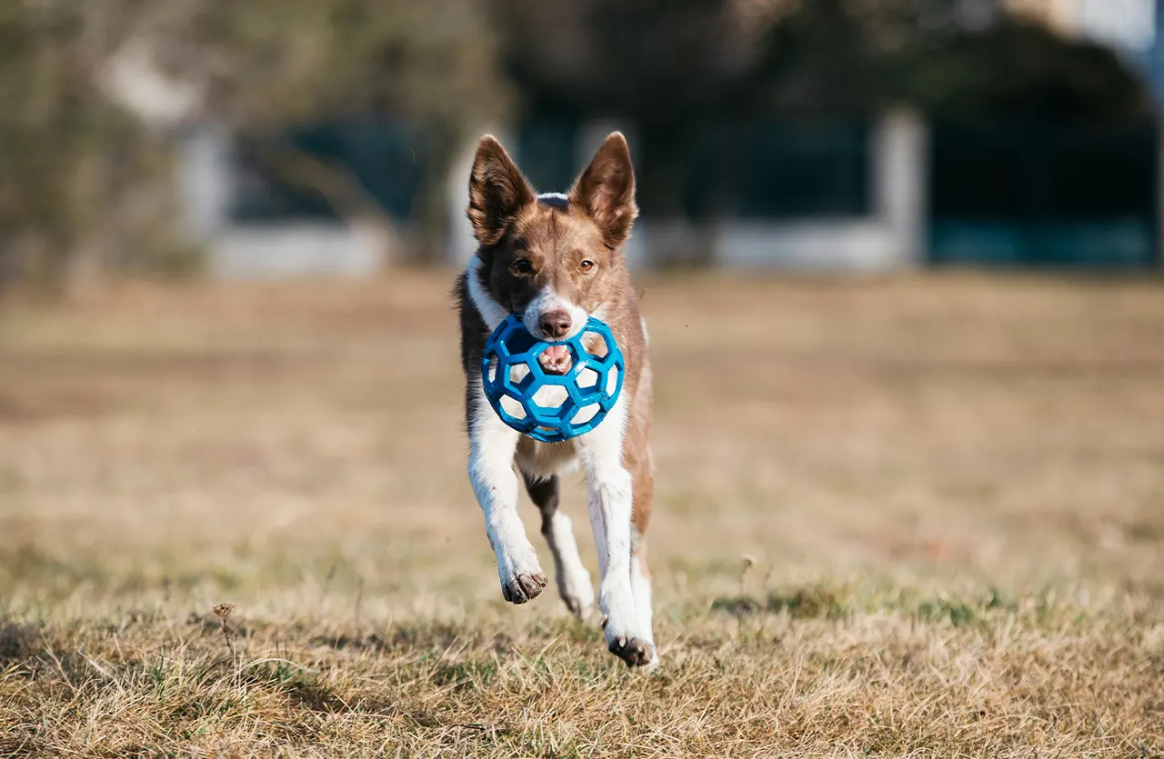 An energetic Border Collie in mid-leap, representing the health and vitality fueled by the clean and natural nutrition of Select by Monello.