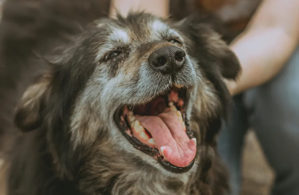 An old black dog with its mouth wide open in a yawn, its tongue visible, representing how Select by Monello Longevity helps senior dogs stay fit and energized.