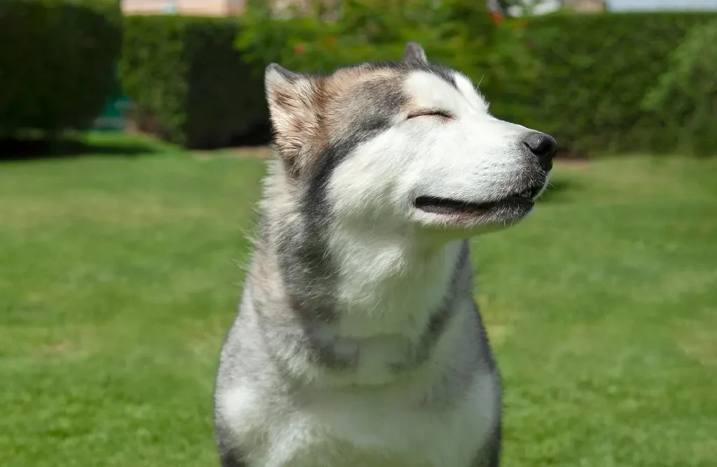A contented Siberian Husky with its eyes closed, facing right, symbolizing the benefits of improved digestion, reduced stool odor, and easier cleanup for pet parents of senior dogs using Select by Monello Longevity.
