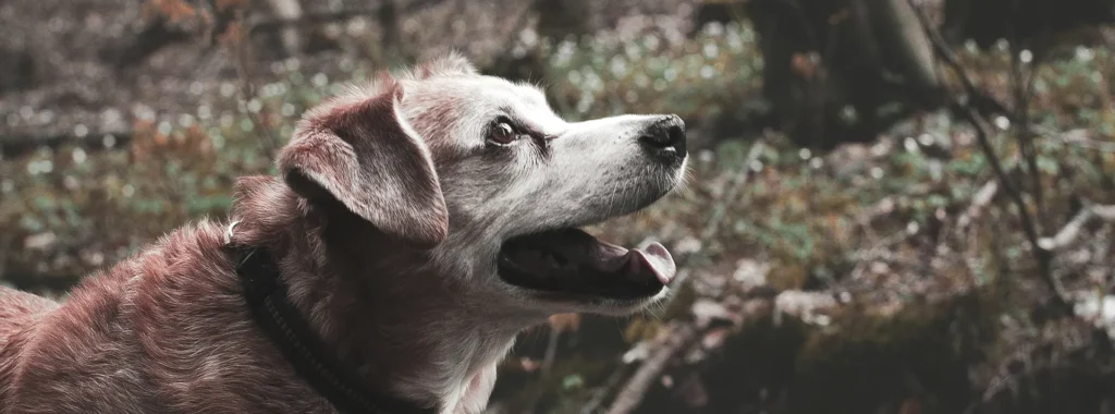 An old, light brown and white dog with its mouth open, looking towards the right, symbolizing how Select by Monello Longevity supports senior dogs' mobility and keeps them active in their golden years.
