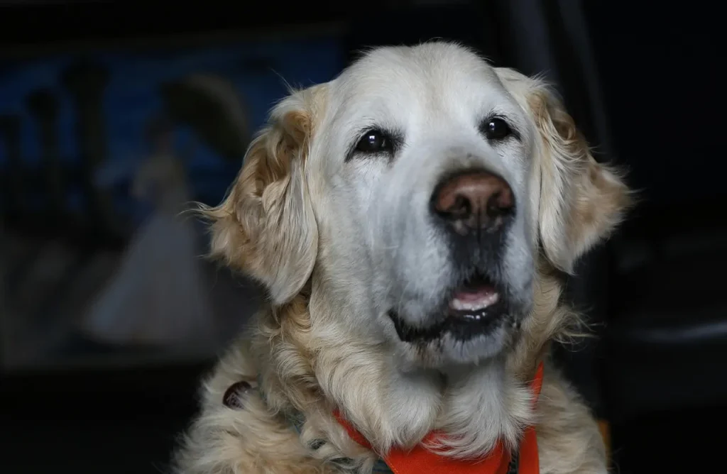 A white Golden Retriever wearing an orange bandana, looking slightly upward, illustrating how Select by Monello Longevity's animal protein supports strong muscles and healthy joints in senior dogs.