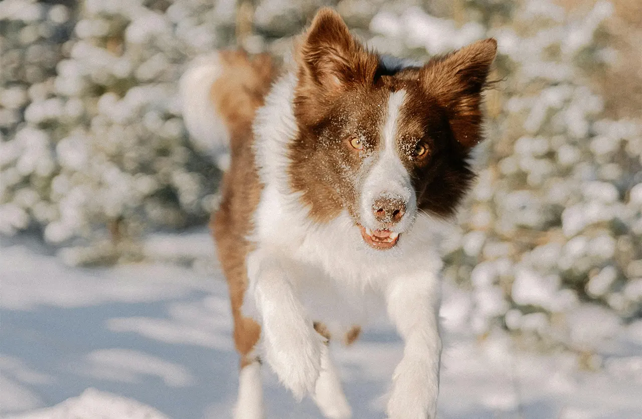 A brown and white Border Collie running through the snow, looking directly forward, embodying the strength and vitality Select by Monello Longevity helps maintain in senior dogs.