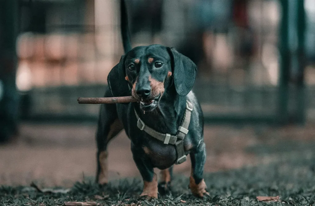 A determined Dachshund carrying a stick, symbolizing the cleaner teeth and fresher breath promoted by the sodium hexametaphosphate in Monello Premium Dog Small Breed Dry Food.