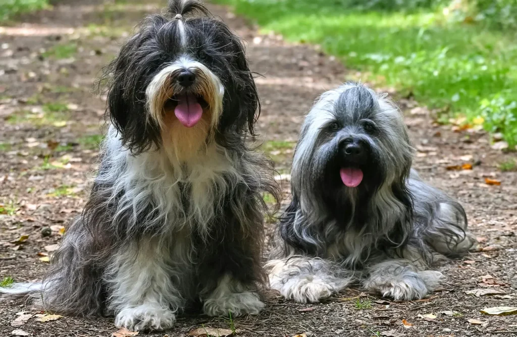 Two contented fluffy senior dogs, one primarily black and white and the other grey and white, sitting on a path, showcasing senior dogs feeling their best with Select by Monello Longevity's specialized nutrition for mobility, digestion, and vitality.