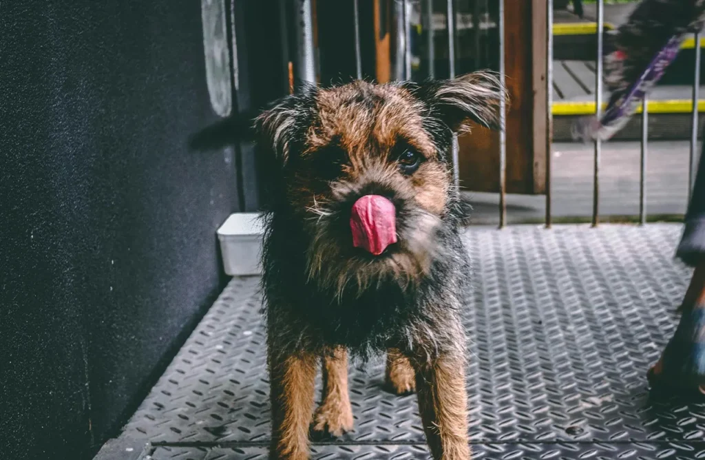An alert and energetic senior Border Terrier licks its nose, appearing fit and full of energy, demonstrating the benefits of L-Carnitine and balanced nutrition in Select by Monello Longevity for maintaining a healthy weight.