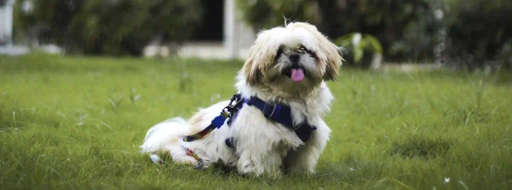 A fluffy white and tan small senior dog wearing a blue harness, sitting alertly on green grass, illustrating how Select by Monello Longevity helps small dogs stay strong and full of life as they age.
