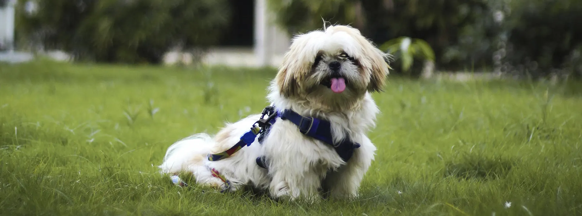 A fluffy white and tan small senior dog wearing a blue harness, sitting alertly on green grass, illustrating how Select by Monello Longevity helps small dogs stay strong and full of life as they age.