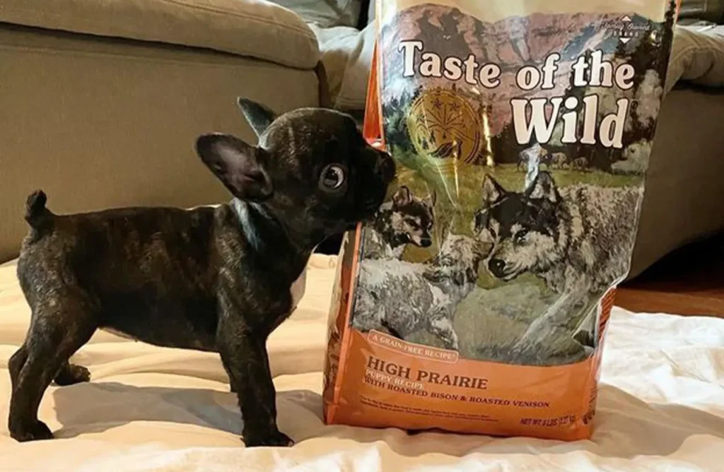 Small brindle puppy looking up at a bag of Taste of the Wild High Prairie Puppy food, representing the balanced nutrition detailed in the "Experience Pure Power in Every Bite" section.