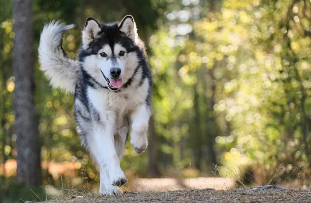 Alaskan Malamute running through a forest, symbolizing the nourishment for active dogs described in the "Nourishment Tailored for Active Dogs" section.