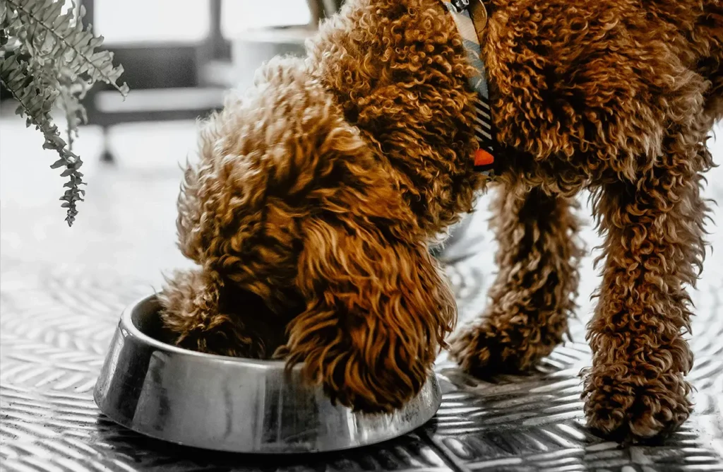 Brown curly-haired dog eating from a stainless steel bowl, representing the balanced nutrition detailed in the "Discover Power in Every Bite" section.