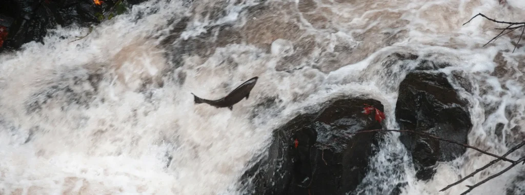 Salmon leaping up a waterfall, representing the "Unlock Ocean Vitality with Smoke-Flavored Salmon" section for Taste of the Wild Pacific Stream dog food.