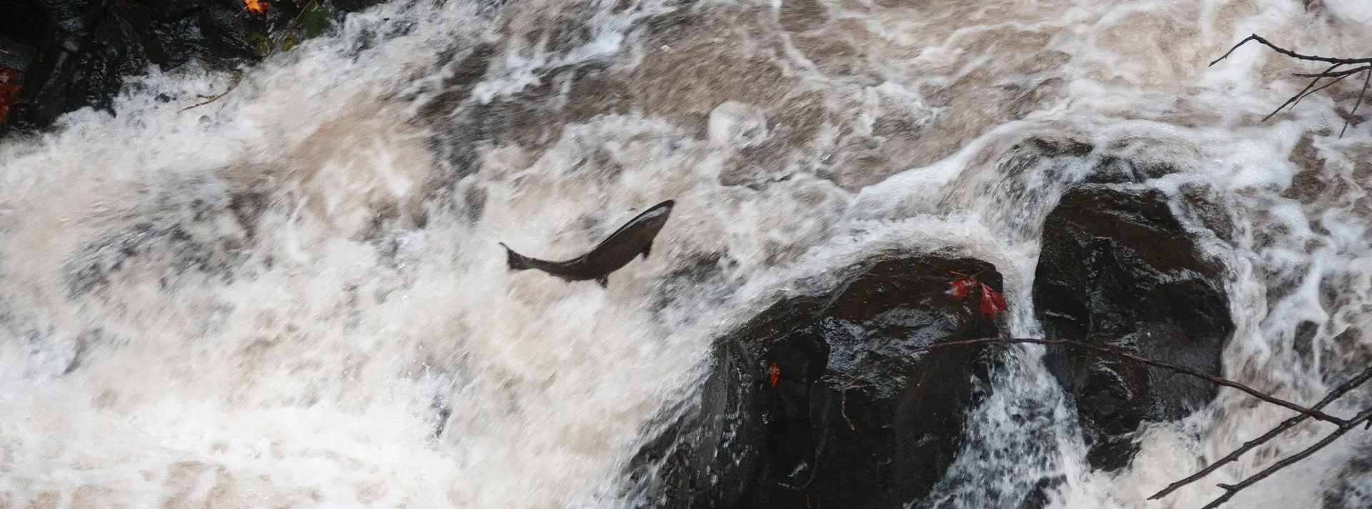 Salmon leaping up a waterfall, representing the "Unlock Ocean Vitality with Smoke-Flavored Salmon" section for Taste of the Wild Pacific Stream dog food.