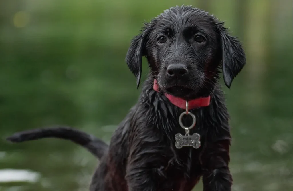 Wet black Labrador puppy with a red collar and bone-shaped tag, symbolizing the healthy growth supported by the "Nourishment Crafted for Your Growing Pup" section.