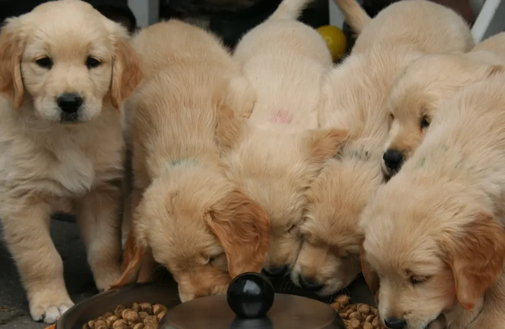 Group of golden retriever puppies eating from a bowl, representing the balanced nutrition detailed in the "Experience Pure Power in Every Bite" section.
