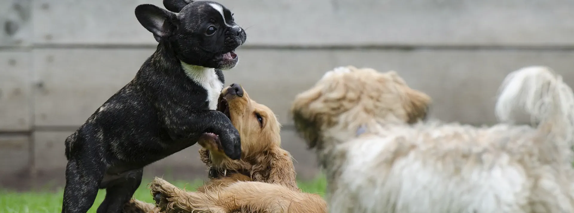 Three puppies of different breeds playing outdoors, representing the "Fuel Your Puppy with Real Smoke-Flavored Salmon" section.