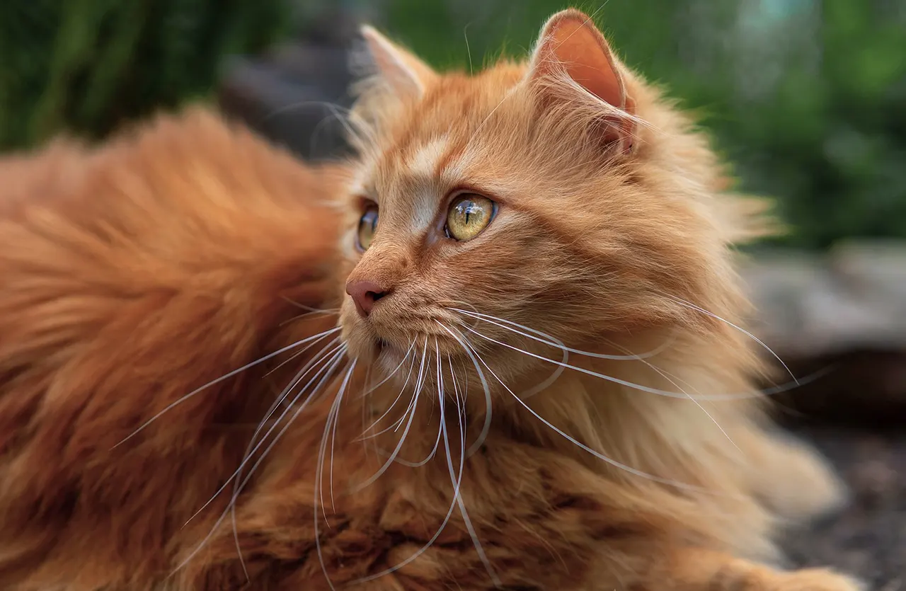 Fluffy ginger cat looking attentively, symbolizing the visible health benefits like a soft coat from Taste of the Wild Rocky Mountain cat food.